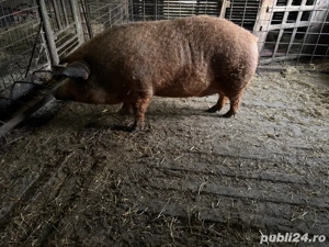 mangalita de vanzare - imagine 2