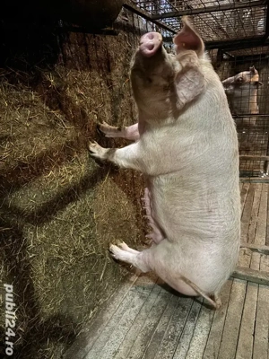 scroafe   purcele landrace