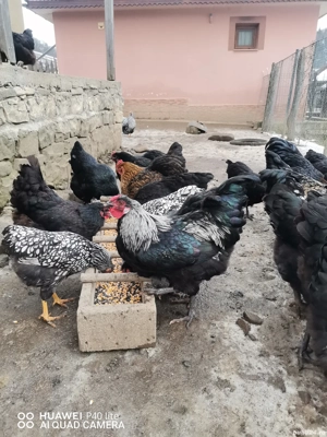 Cocosi foarte frumosi - imagine 2