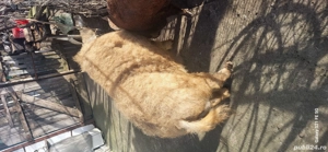 Vier Mangalita de Origine - imagine 3