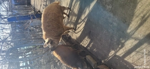 Vier Mangalita de Origine