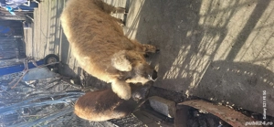 Vier Mangalita de Origine - imagine 2