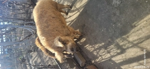 Vier Mangalita de Origine - imagine 4