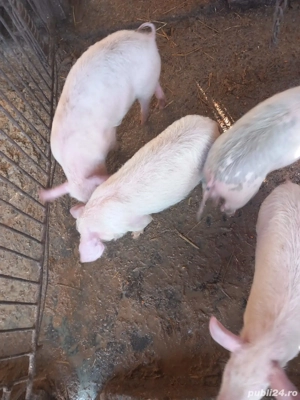 Vând.       Purcei.     De.      3.  Luni.   - imagine 4