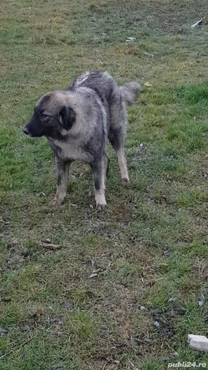 Vând femelă ciobănesc carpatin