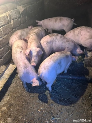 Purcei de vanzare