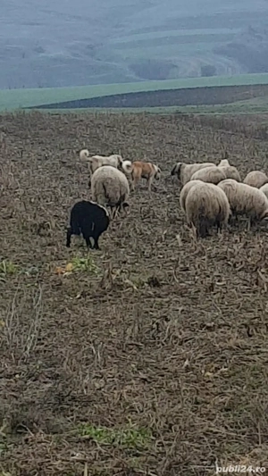 Vând 3 câini de oi  - imagine 2