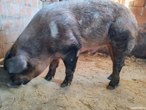 Porc duroc pentru sacrificare 