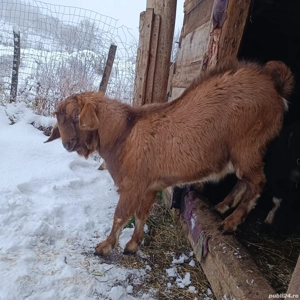 schimb țap cu o capra gestanta 