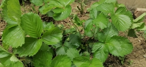 600 mp Teren întravilan  Rosu Chiajna