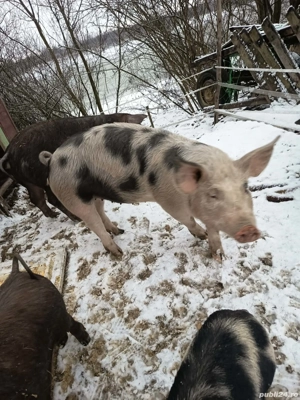 Purcele 60+kg - imagine 3