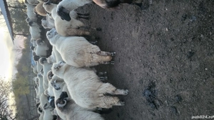 Oi de vanzare - imagine 2