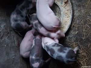 vand purcei de 8 saptamani