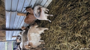 Capre de vanzare  - imagine 3