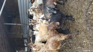 Capre de vanzare  - imagine 2