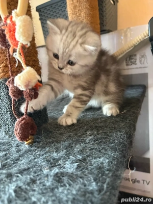 puiut british short hair