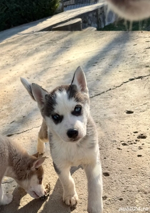 catel husky 700ron  - imagine 3