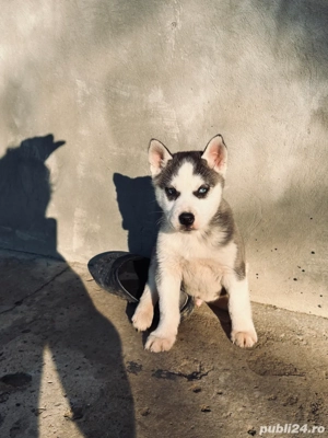 catel husky 700ron  - imagine 4