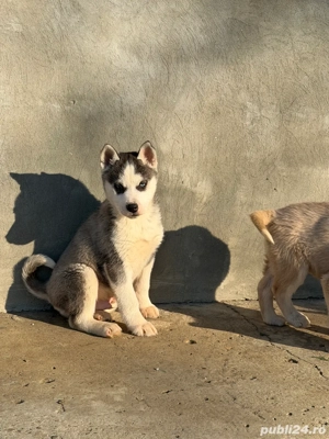 catel husky 700ron  - imagine 5