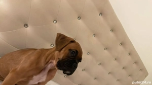 caine boxer 800 lei - imagine 2