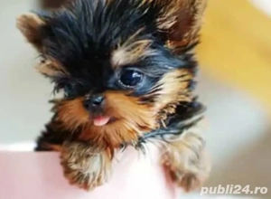 Yorkshire terrier talie mica - imagine 2