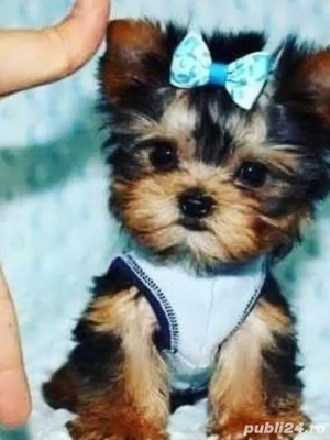 Yorkshire terrier talie mica - imagine 2
