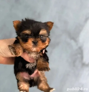 Yorkshire terrier talie mica