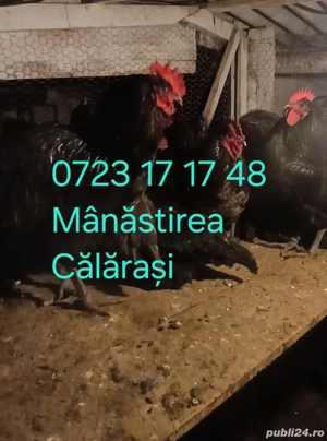 Cocoși Australorp negru și albastru disponibili  - imagine 5