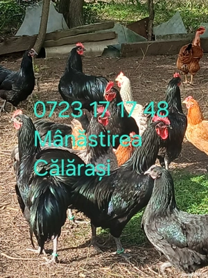 Cocoși Australorp negru și albastru disponibili  - imagine 2