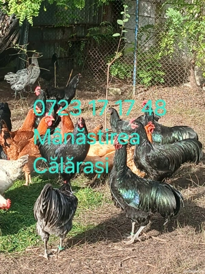 Cocoși Australorp negru și albastru disponibili  - imagine 3