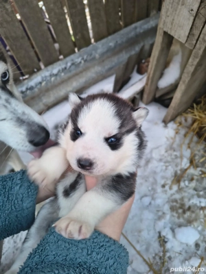 Vând Husky Siberian 