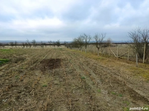 Teren intravilan 2000 mp, front 23m   Cliciova, jud. Timiș - imagine 4