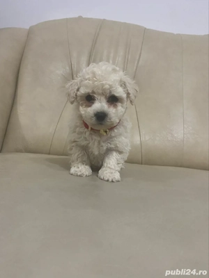 Bichon maltez mini toy - imagine 2