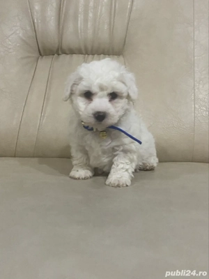 Bichon maltez mini toy - imagine 4