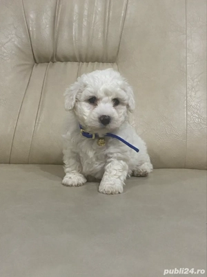 Bichon maltez mini toy - imagine 5