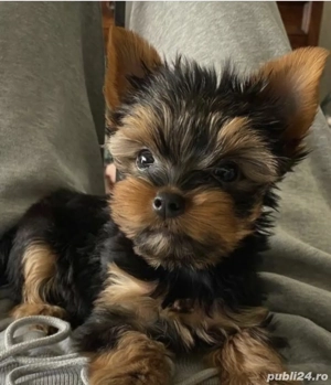 Yorkshire terrier talie mica - imagine 2