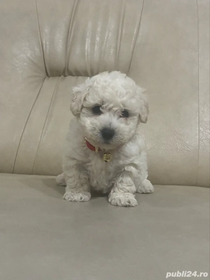 Bichon maltez mini toy - imagine 3
