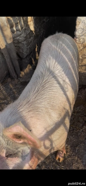 de vanzare purcea 