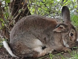 Vând iepure uriaș belgian, sau schimb  - imagine 2