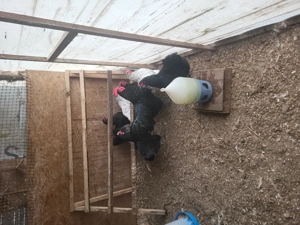 De vanzare oua de incubat Australorp