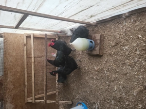 De vanzare oua de incubat Australorp - imagine 3