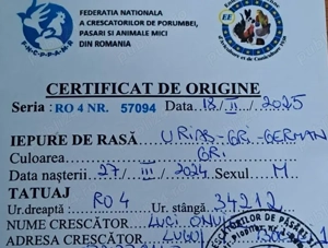 Iepurii uriaş german  Gri şi Albi  - imagine 4