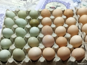 Ouă pentru incubat din rasa araucana 