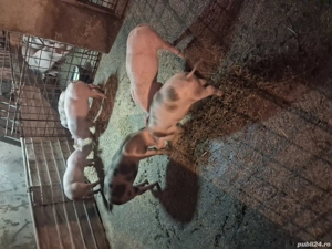 vand purcei pietrian  - imagine 3