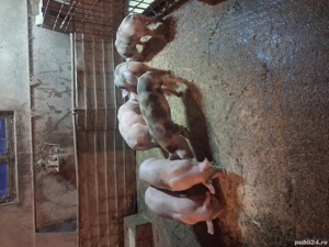 vand purcei pietrian  - imagine 2