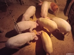 purcei vinzare - imagine 5