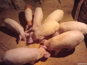 purcei vinzare - imagine 4