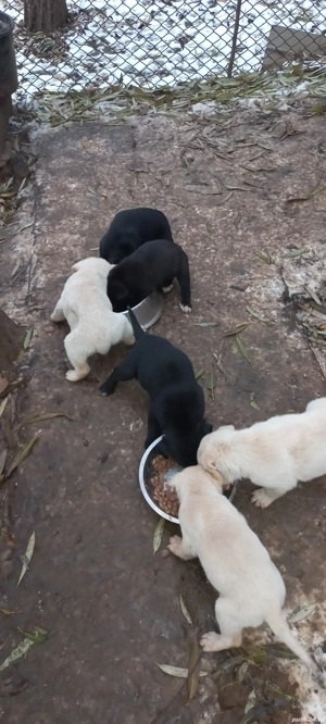 Donez catei Labrador - imagine 3