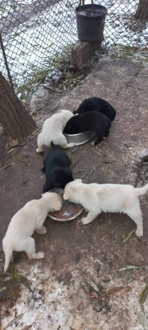 Donez catei Labrador - imagine 4