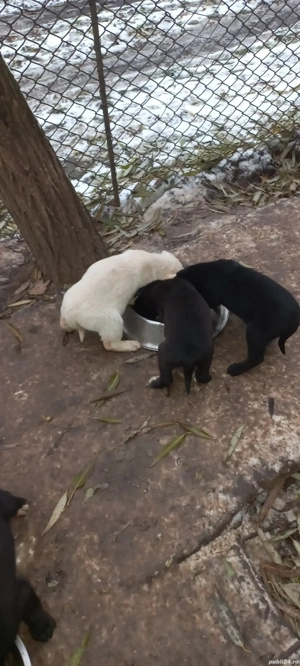 Donez catei Labrador - imagine 2